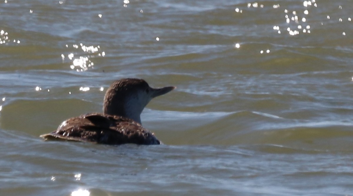 Red-throated Loon - ML618133644