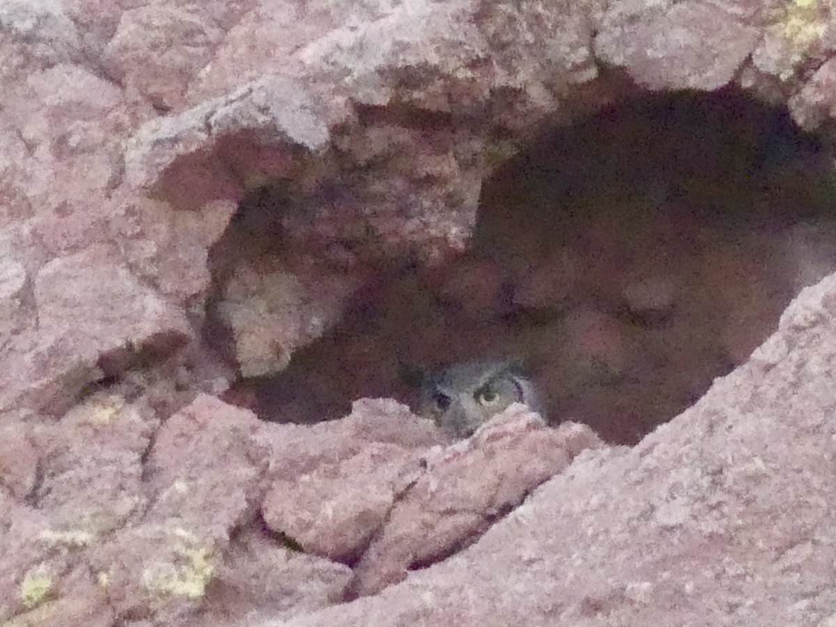 Great Horned Owl - ML618133665
