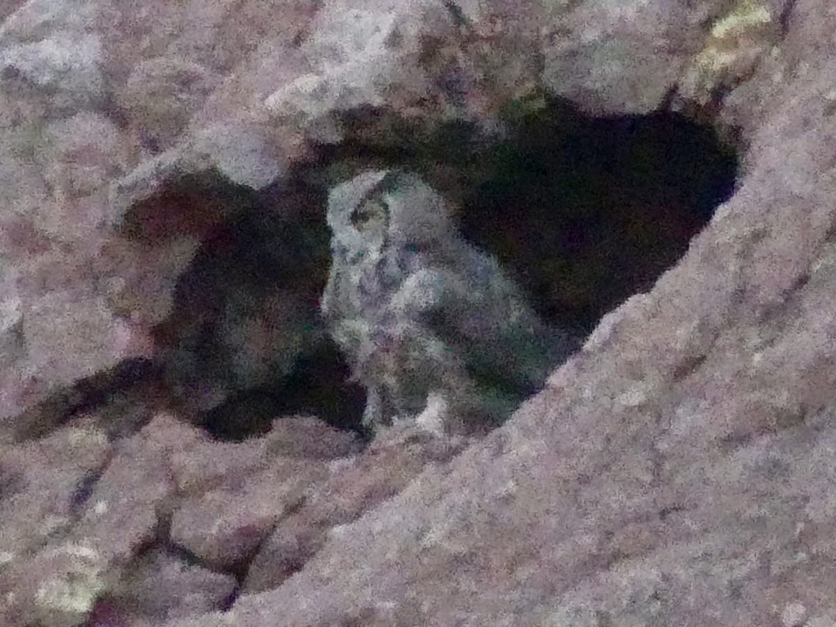 Great Horned Owl - ML618133666