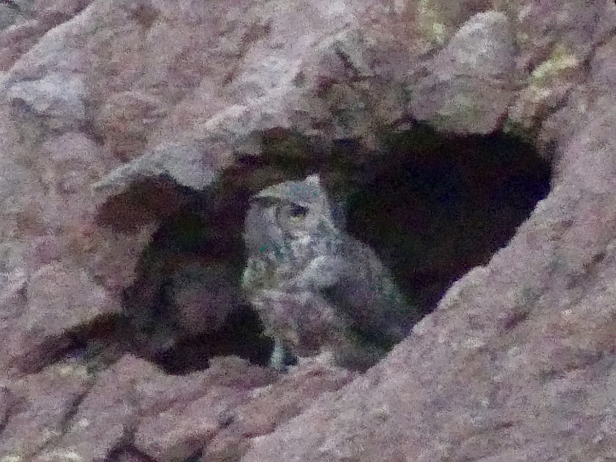 Great Horned Owl - ML618133667
