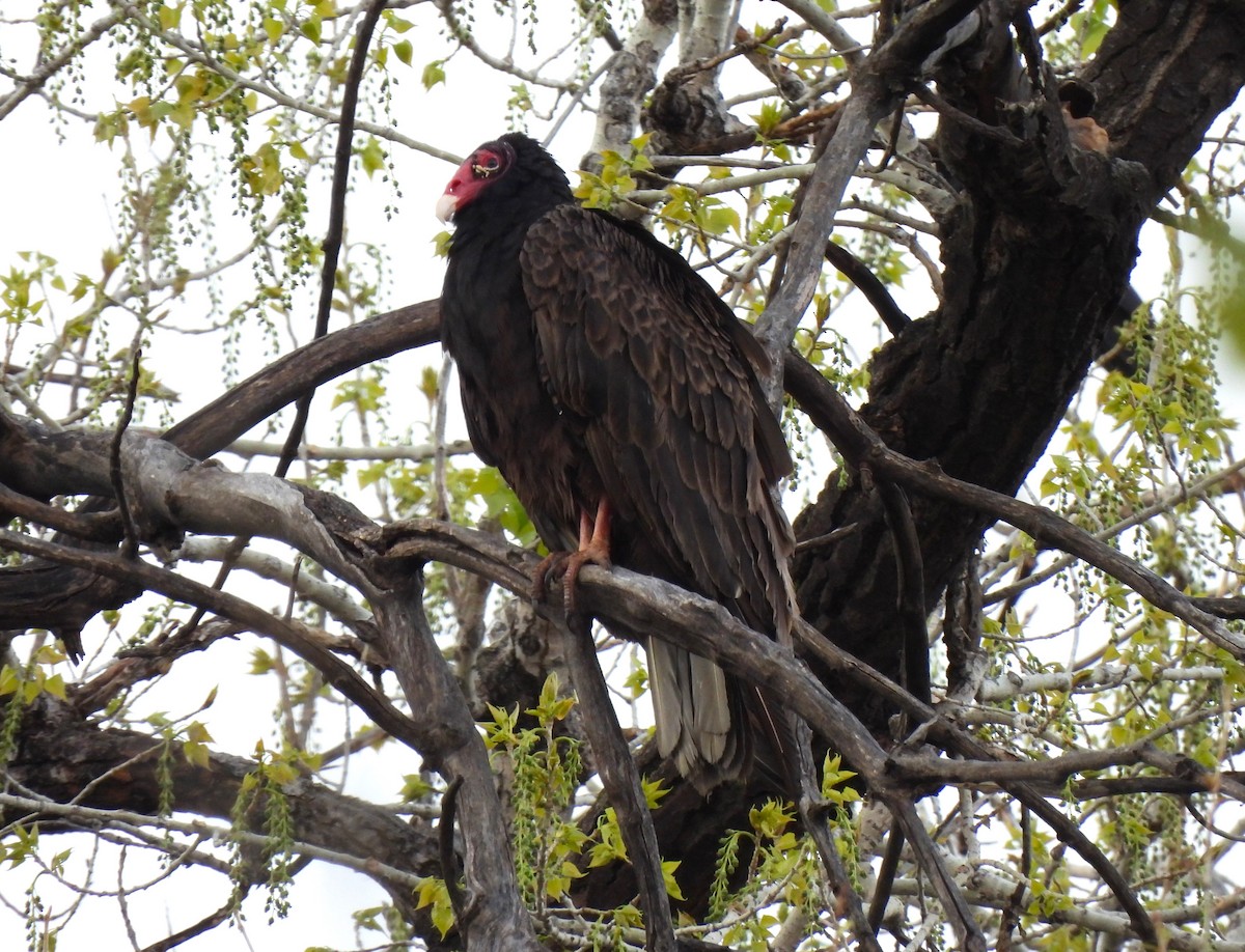Turkey Vulture - L Pera