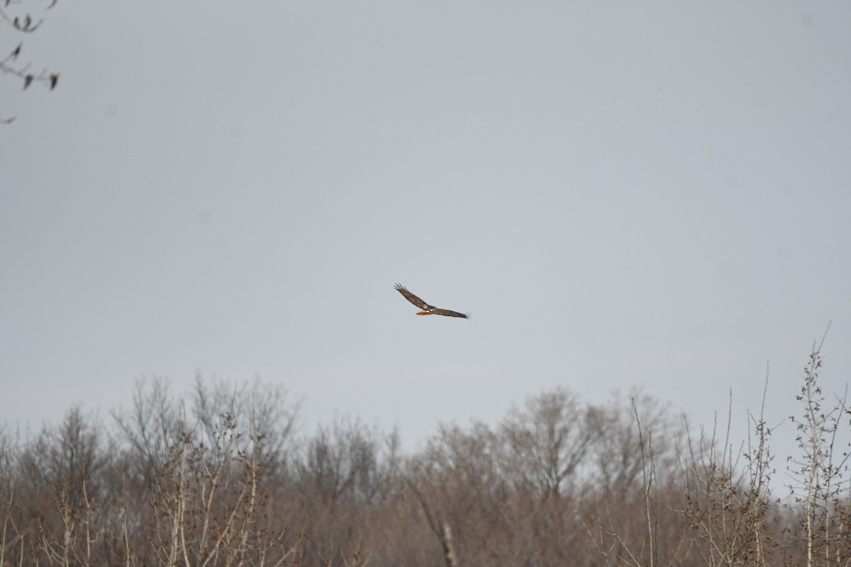 Red-tailed Hawk - jean pierre machet