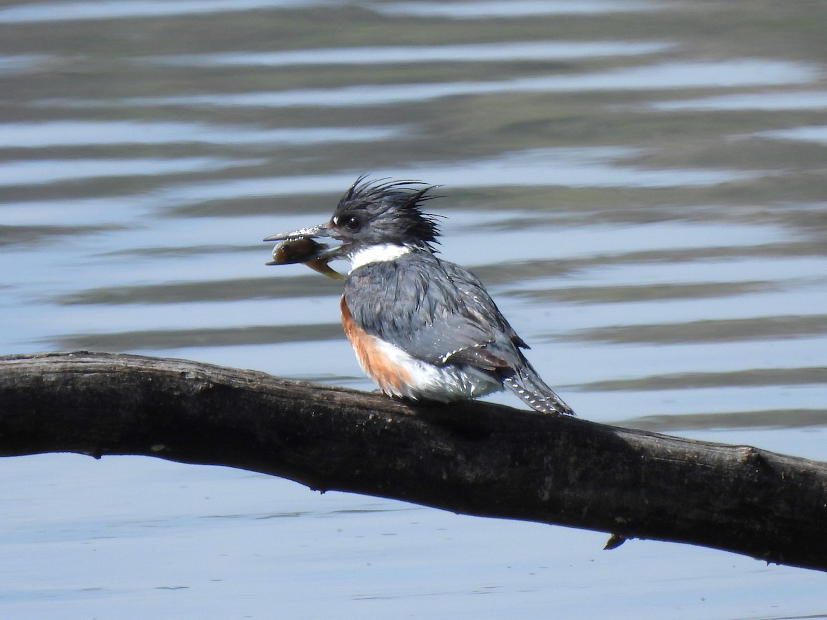 Belted Kingfisher - ML618133727