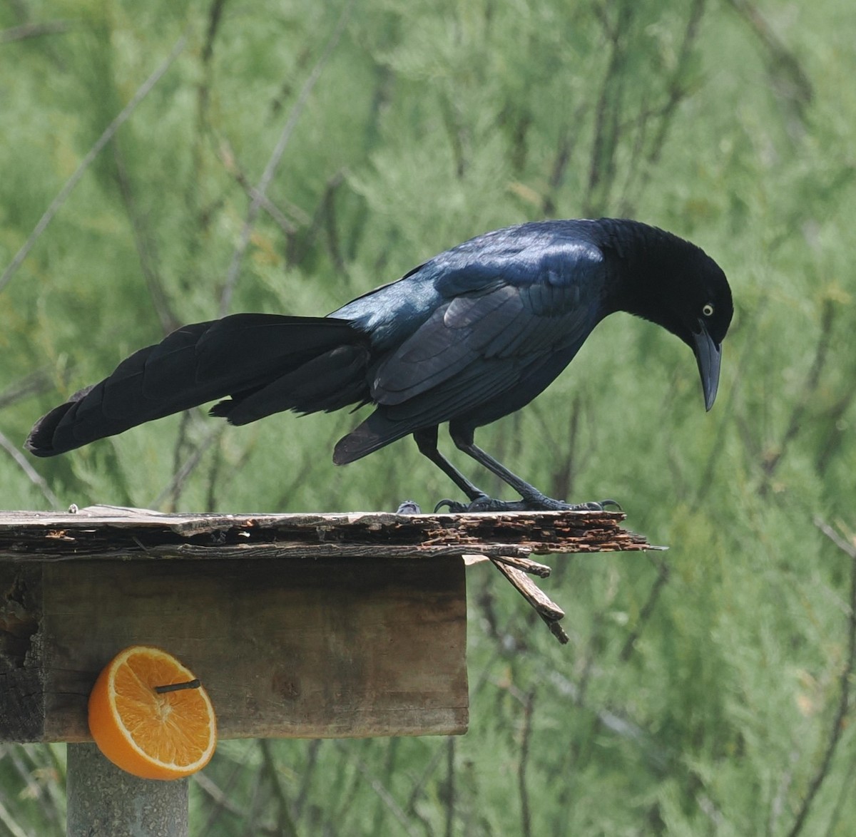 Great-tailed Grackle - ML618133741