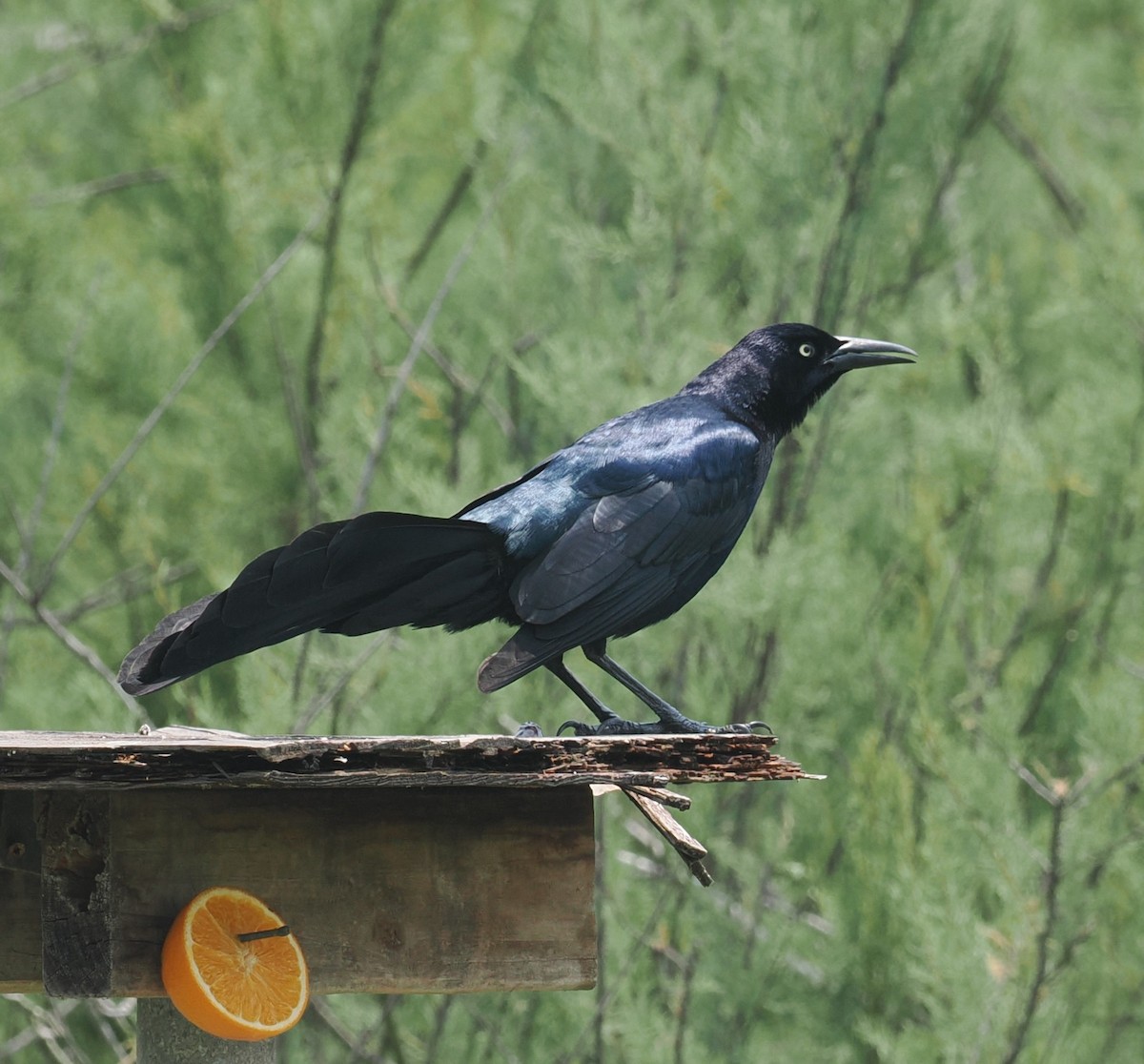 Great-tailed Grackle - ML618133742