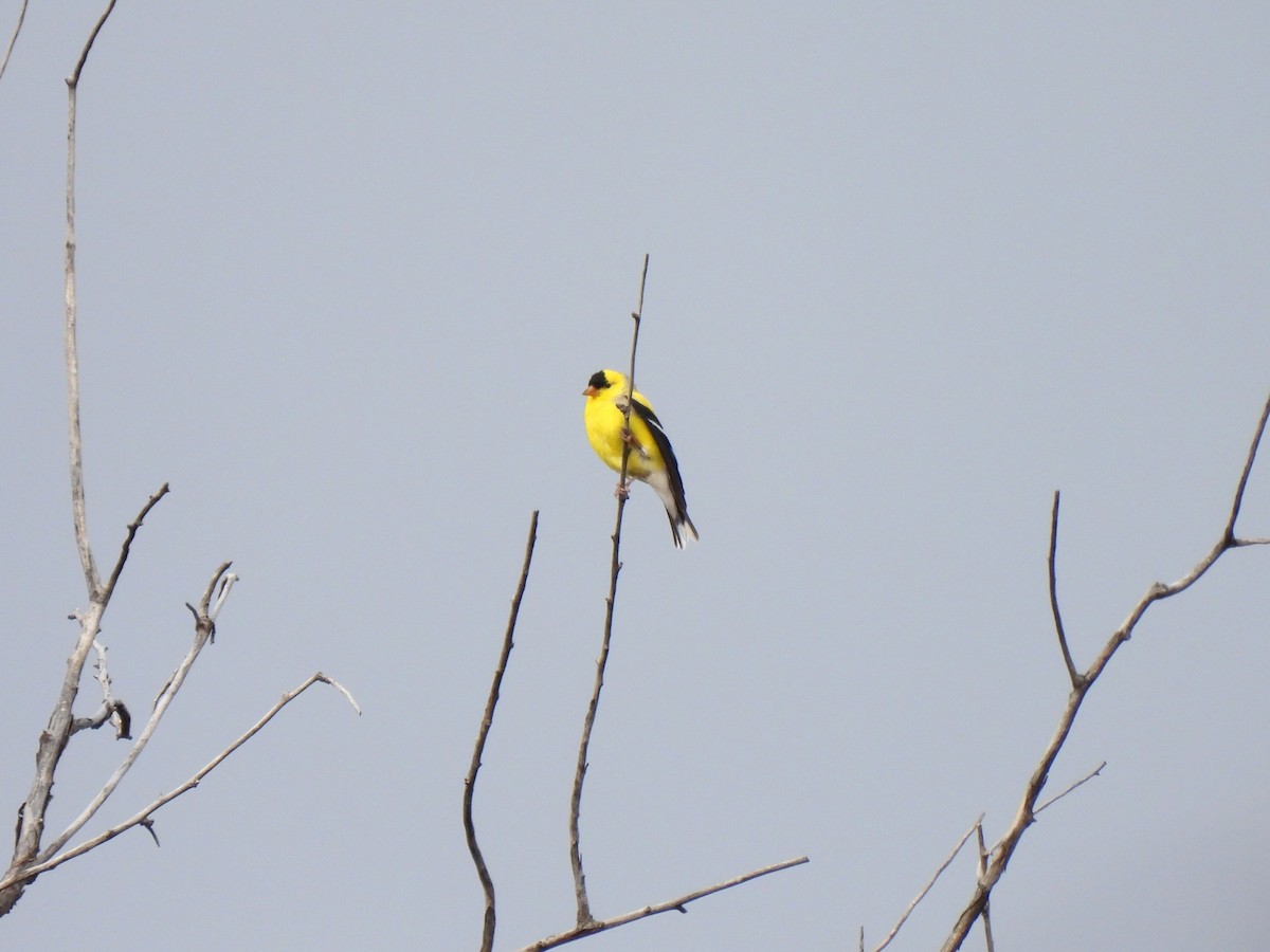 American Goldfinch - L Pera