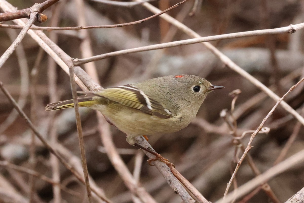 Ruby-crowned Kinglet - Michael Gallo