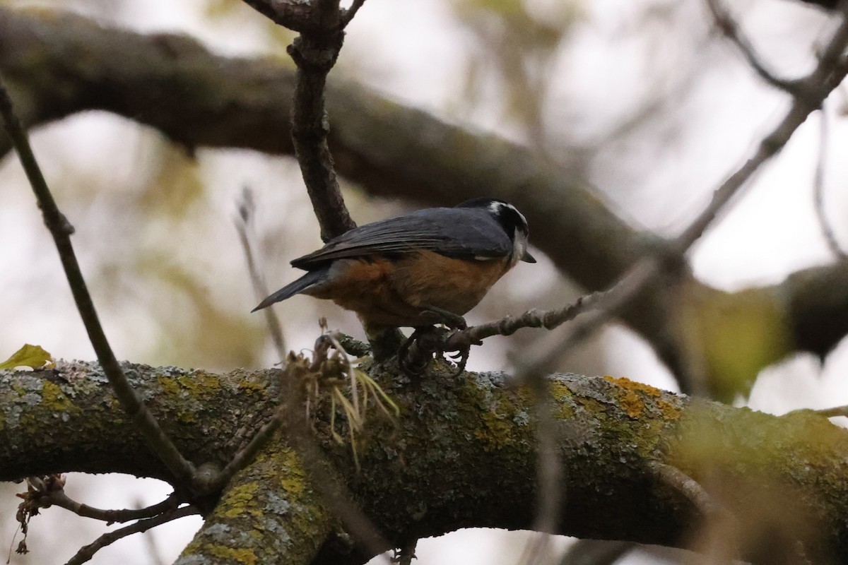 Red-breasted Nuthatch - Michael Gallo