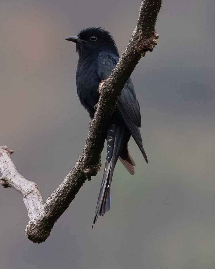 Square-tailed Drongo-Cuckoo - ML618133799