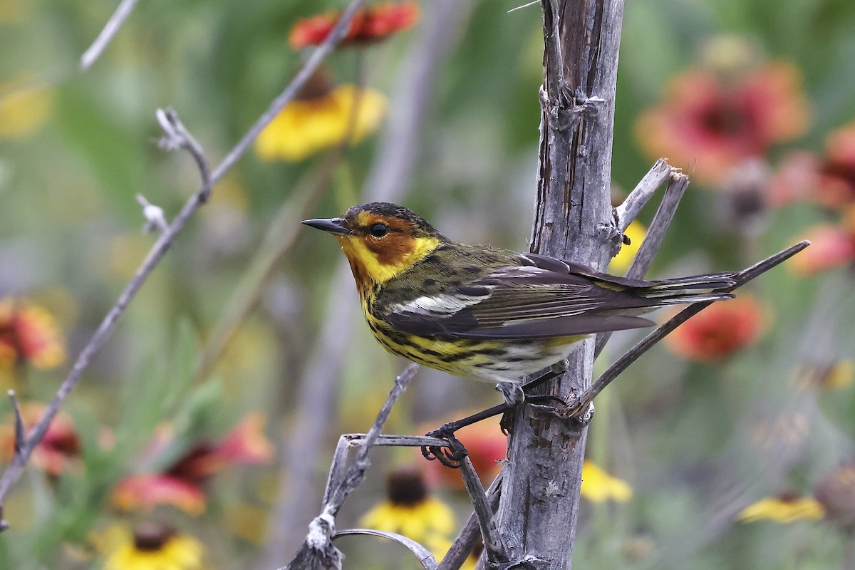 Cape May Warbler - ML618133818