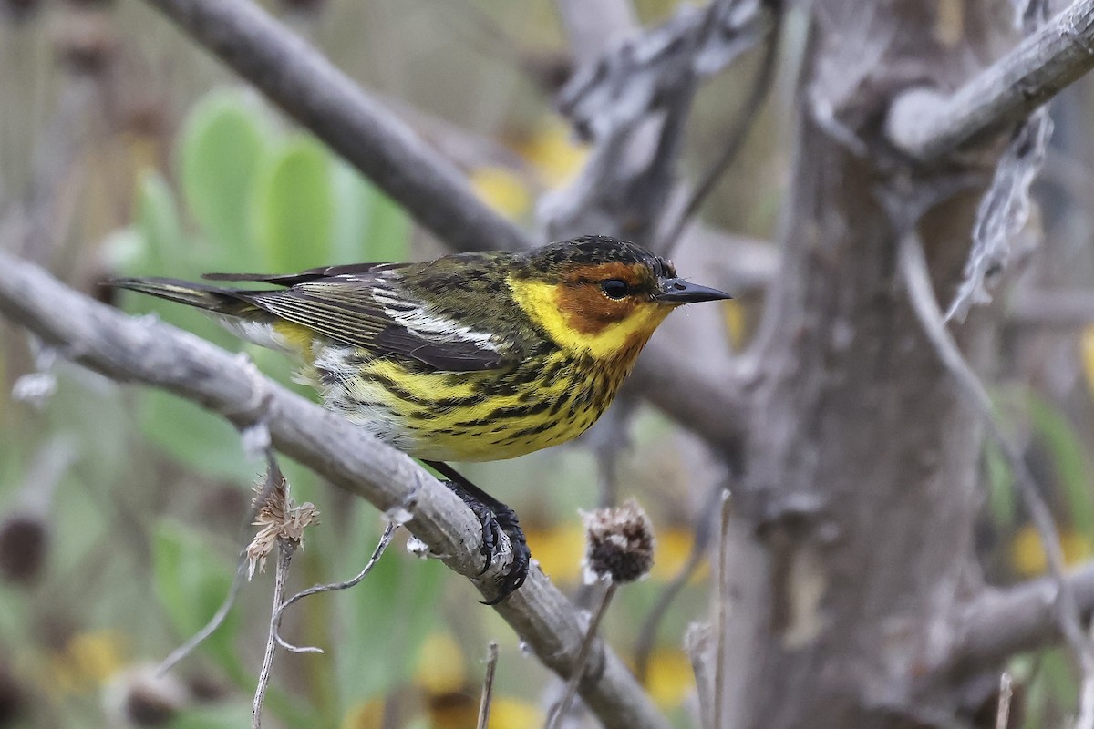 Cape May Warbler - ML618133819