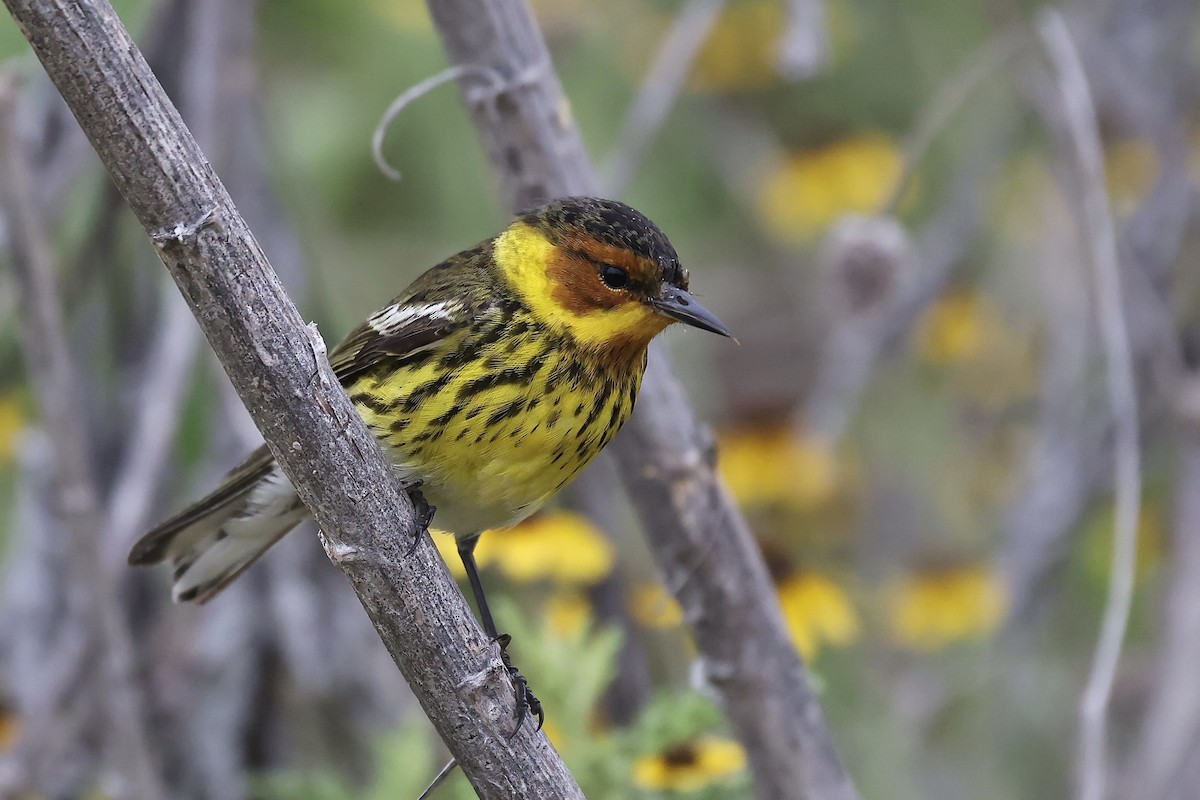 Cape May Warbler - ML618133820