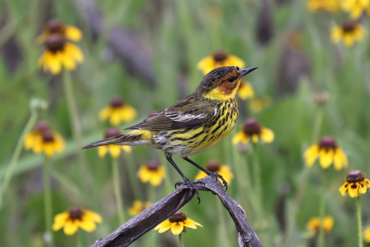 Cape May Warbler - ML618133821