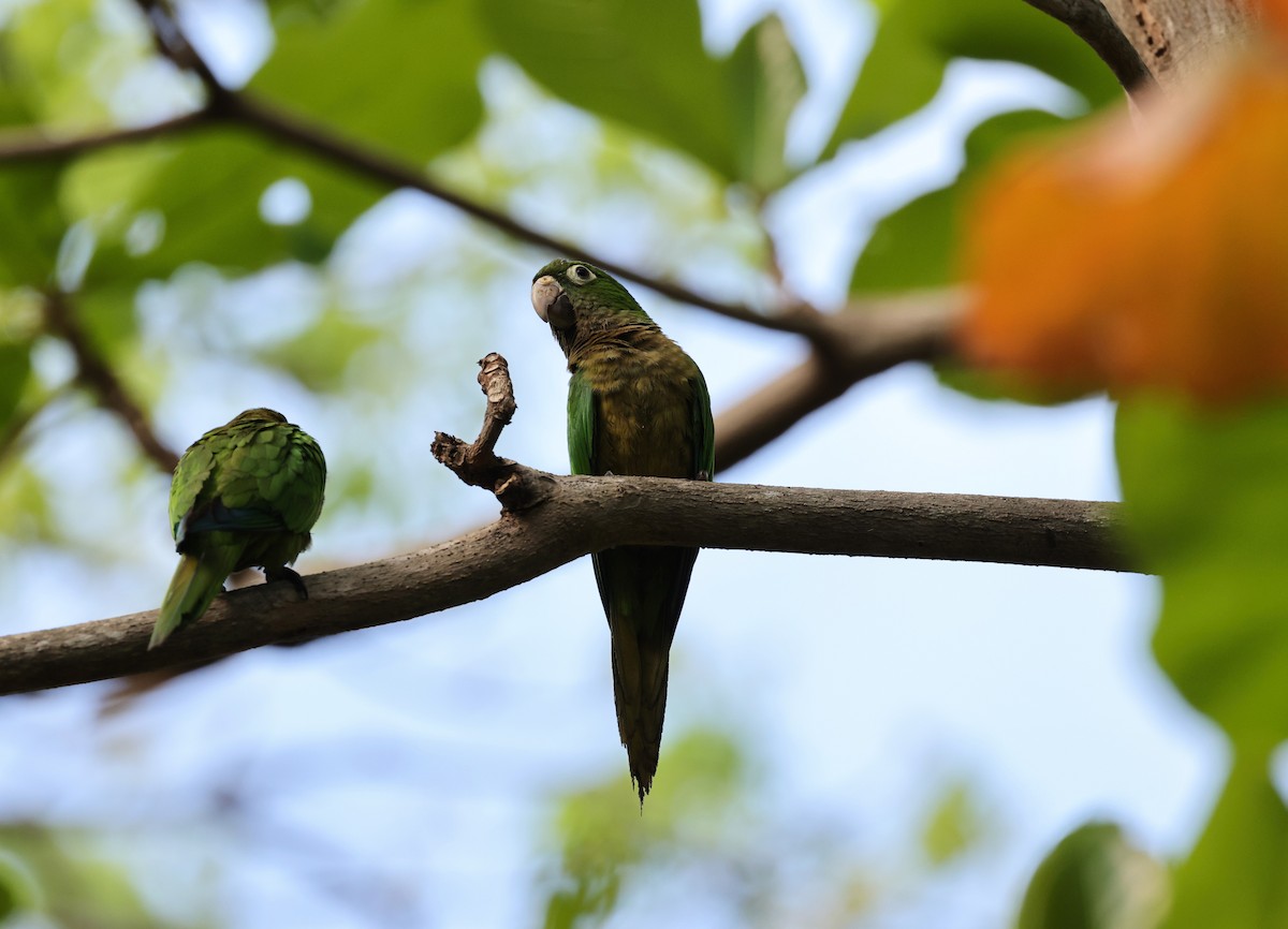 Olive-throated Parakeet (Aztec) - A & C Tennant