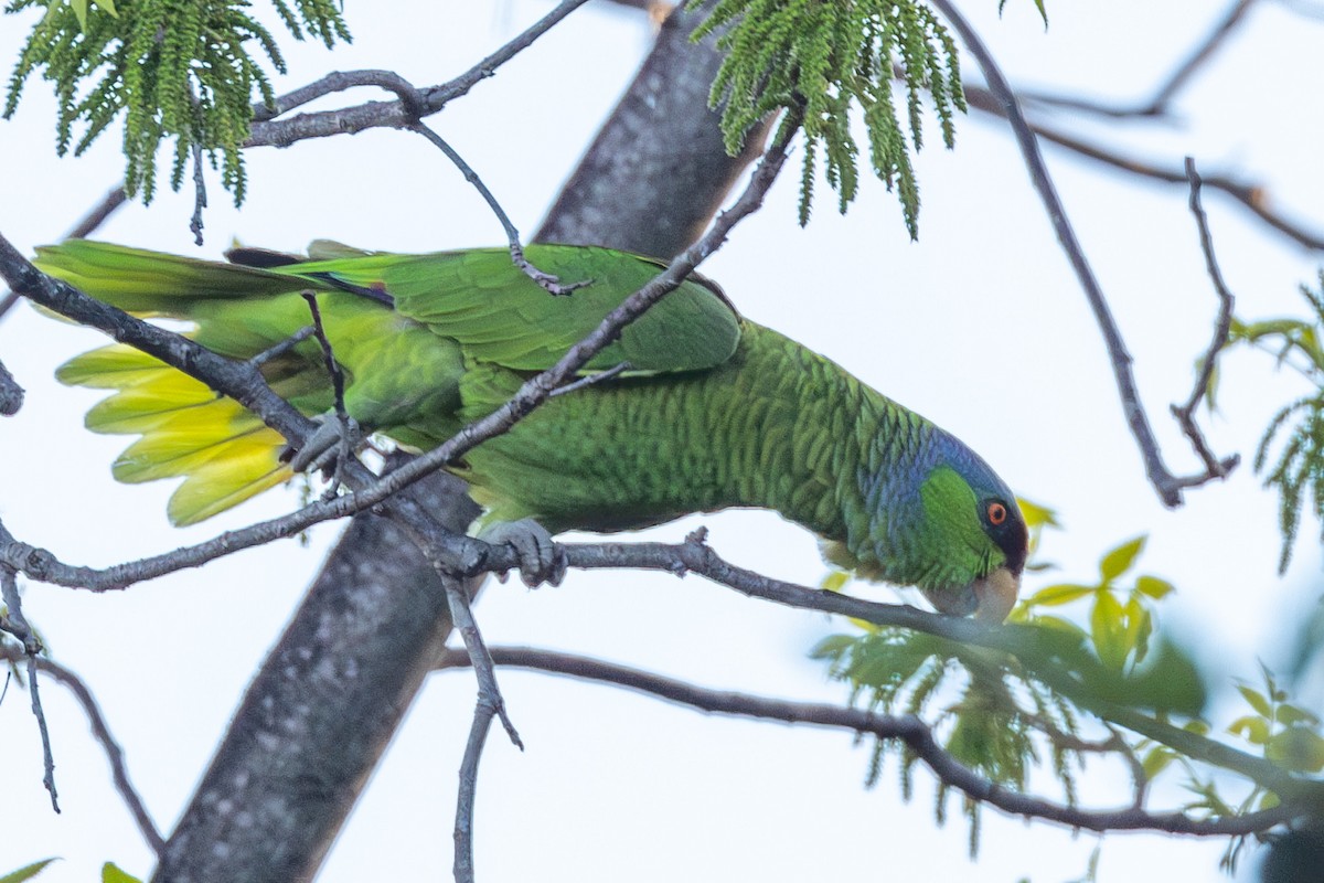 Lilac-crowned Parrot - ML618133846