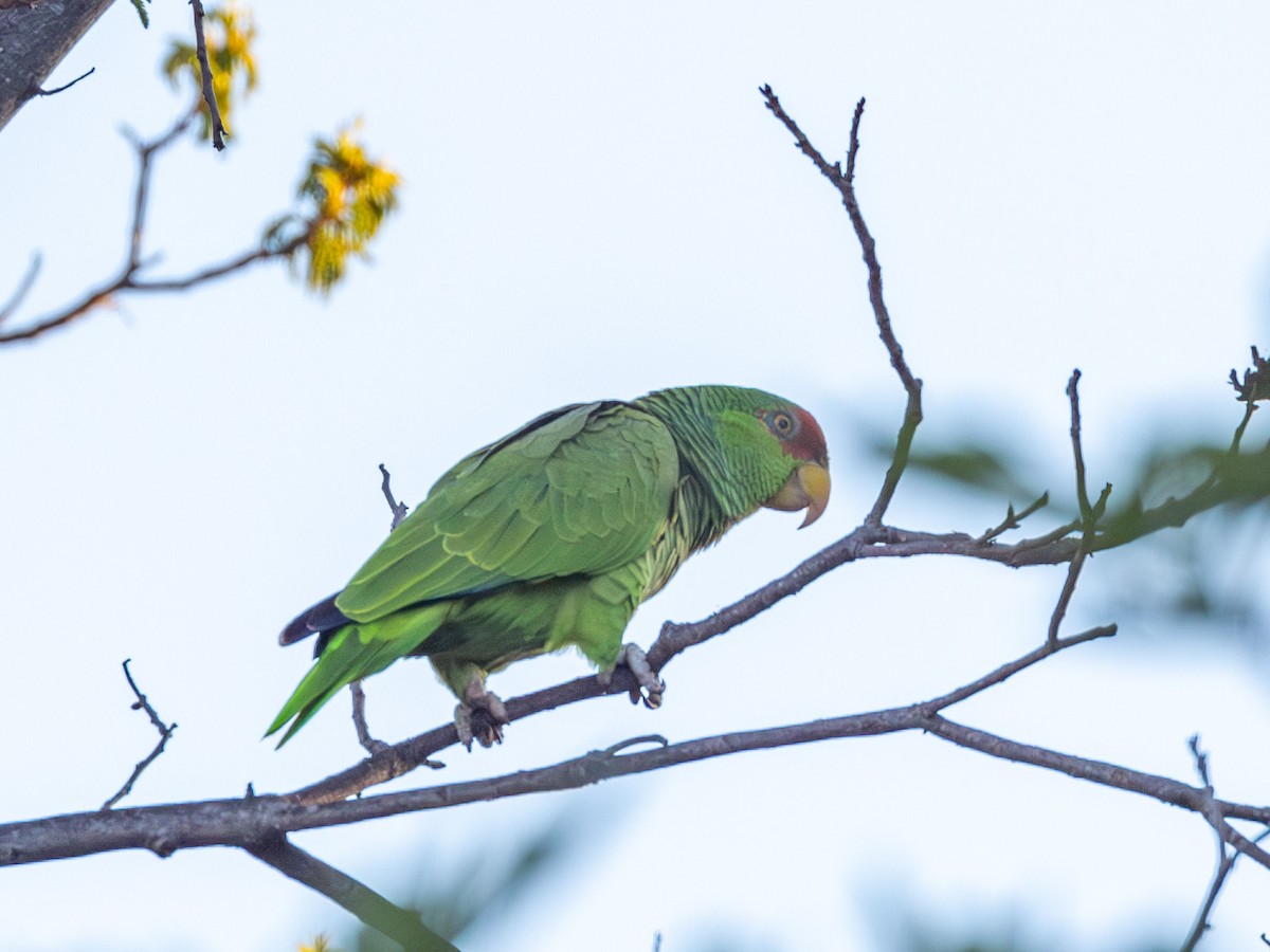 Red-crowned Parrot - ML618133853