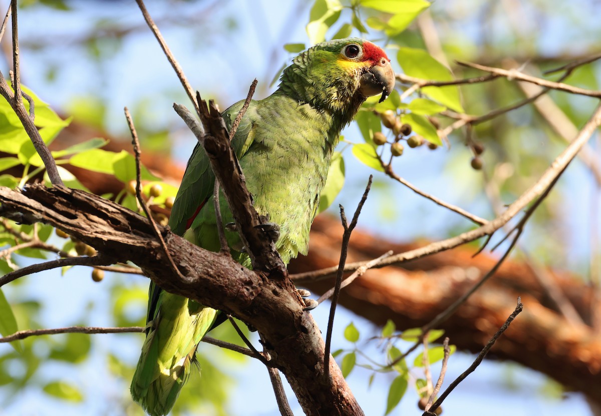 Red-lored Parrot (Red-lored) - ML618133860