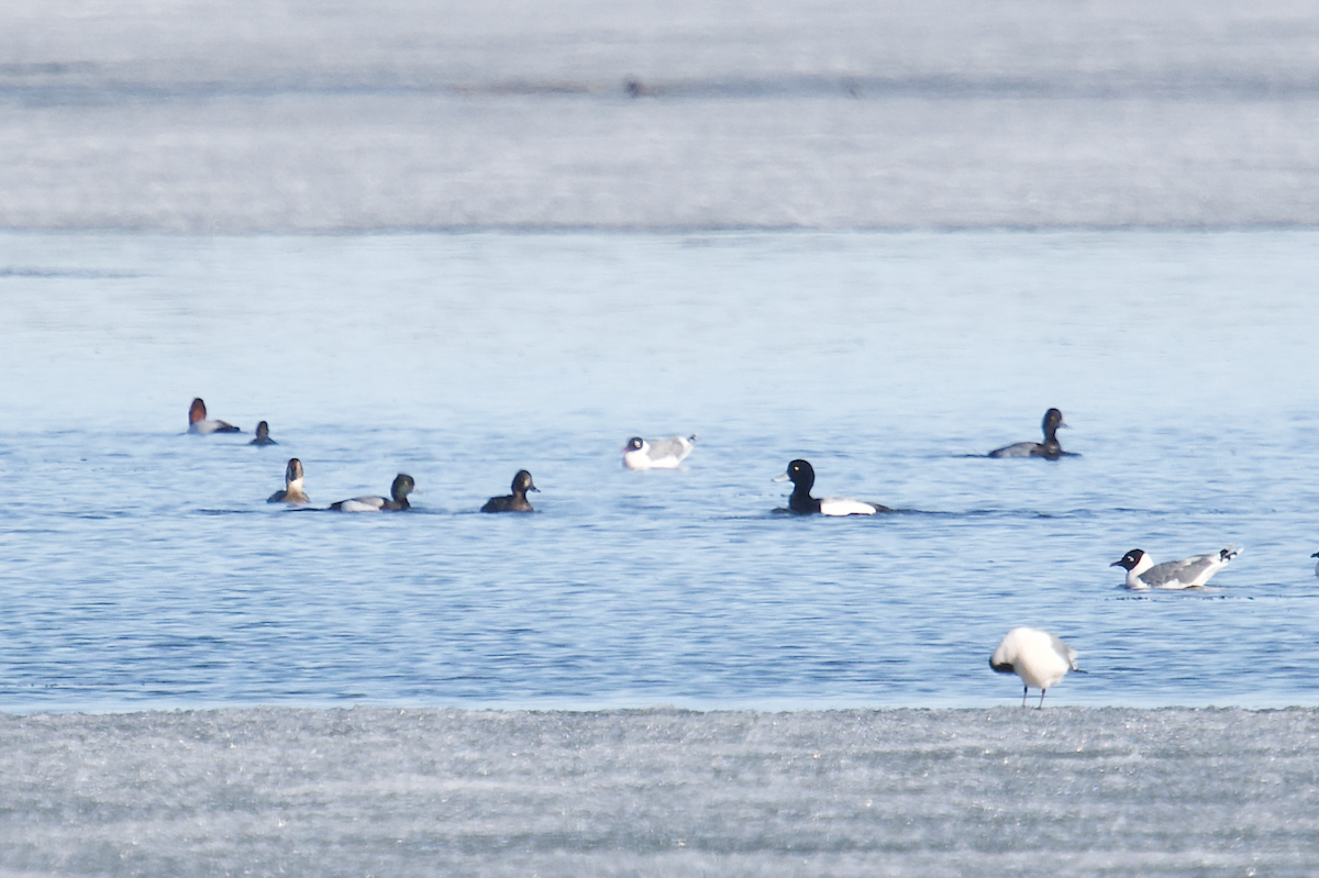 Greater Scaup - ML618133861