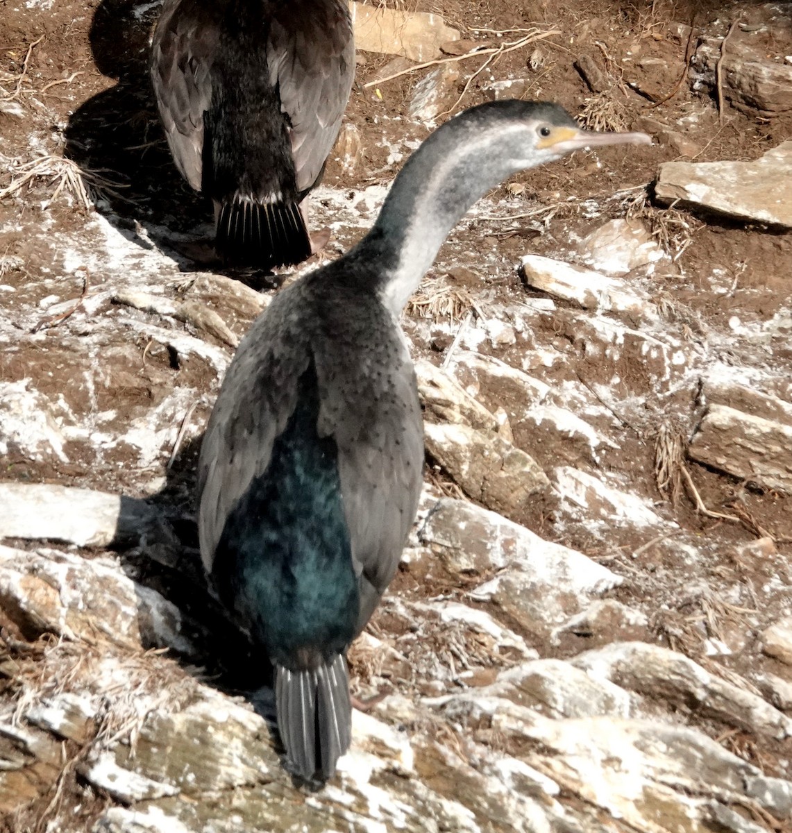 Spotted Shag - ML618133868