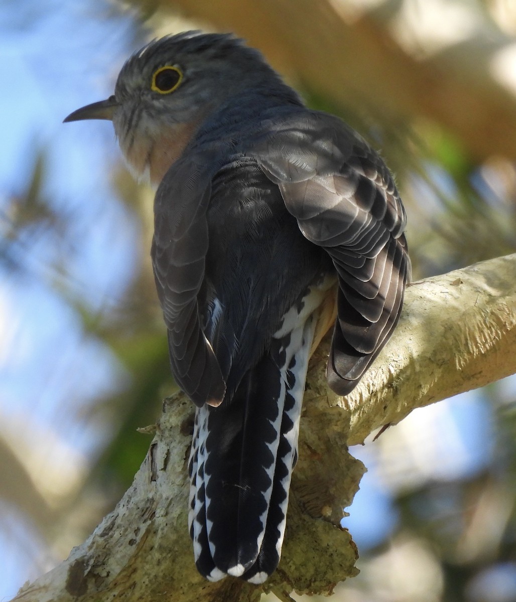 Fan-tailed Cuckoo - ML618133901