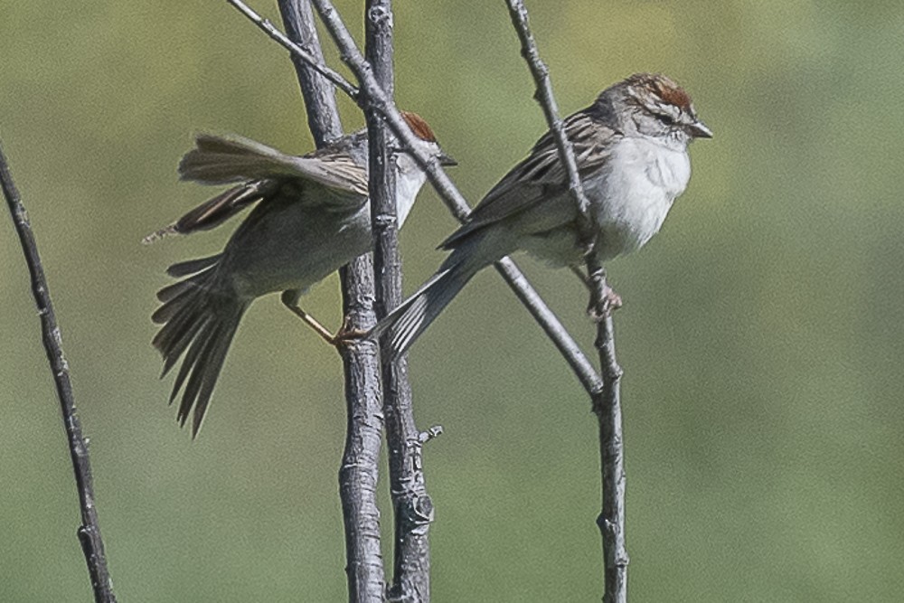 Chipping Sparrow - ML618133902