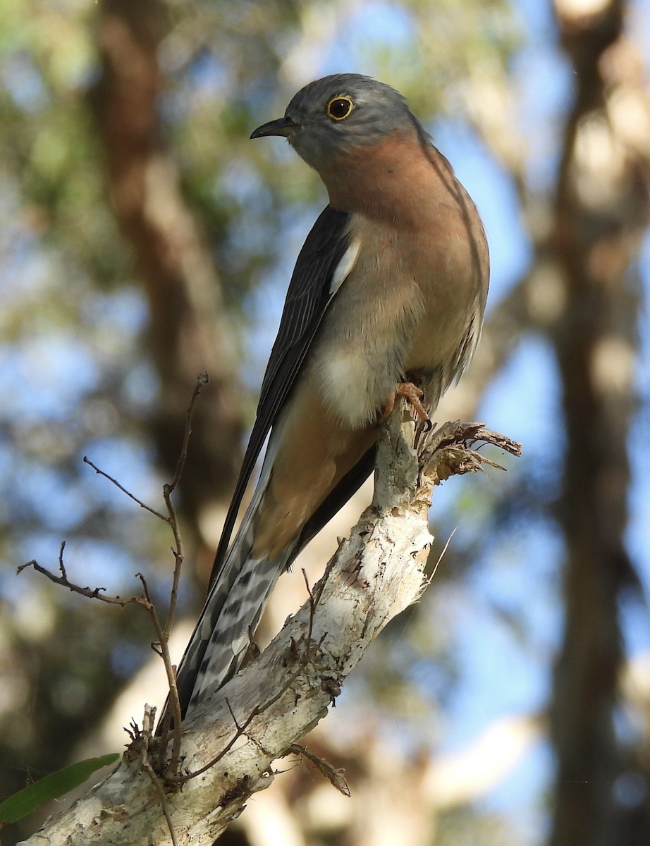 Fan-tailed Cuckoo - Maylene McLeod