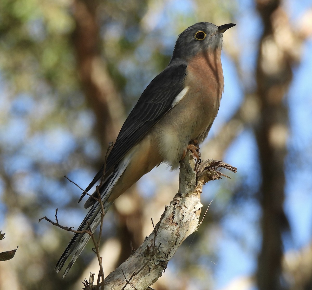 Fan-tailed Cuckoo - ML618133937