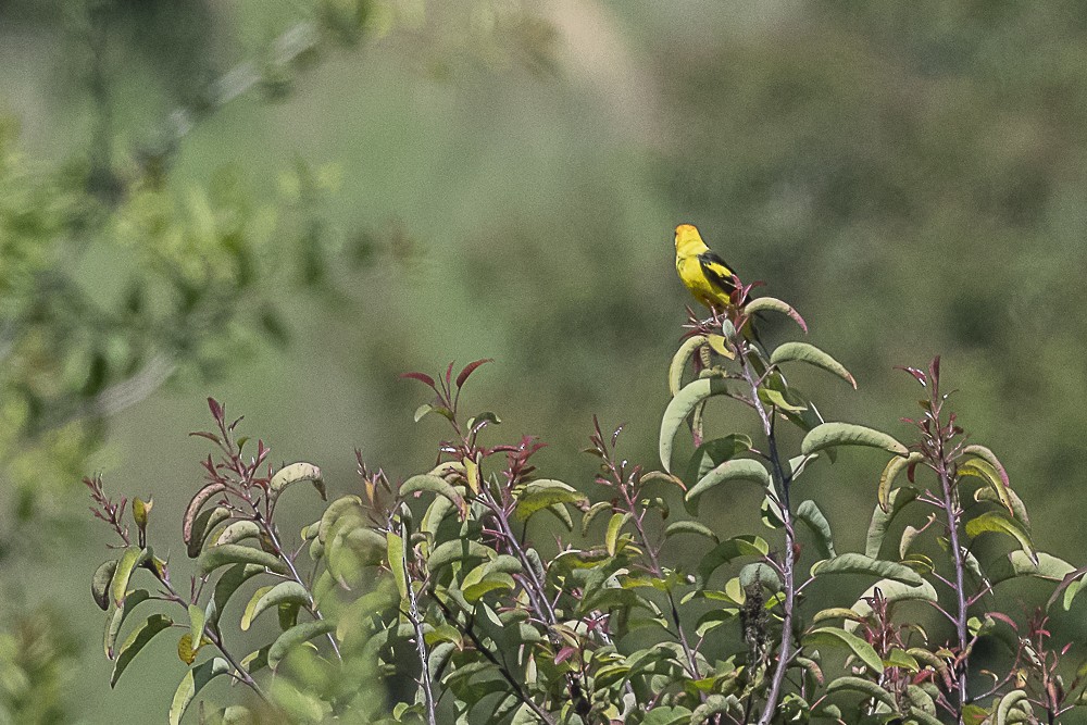 Western Tanager - ML618133941