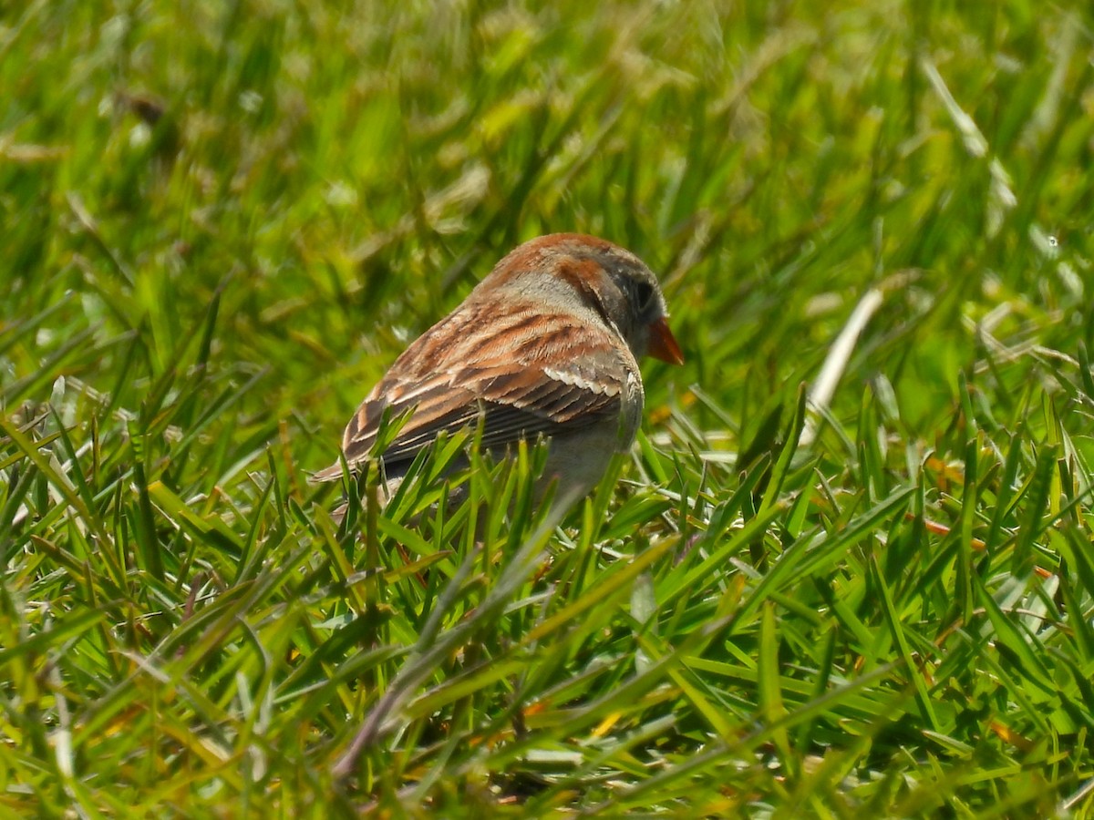 Field Sparrow - ML618133943