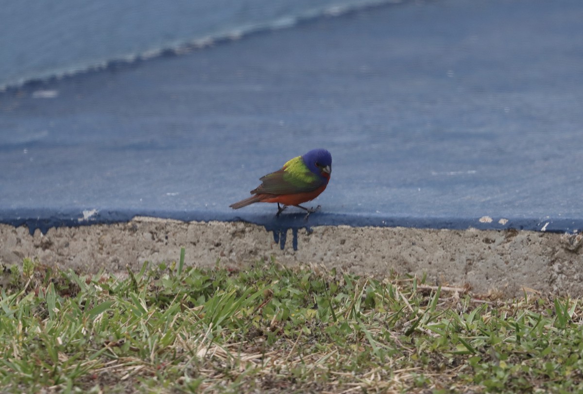 Painted Bunting - ML618133945