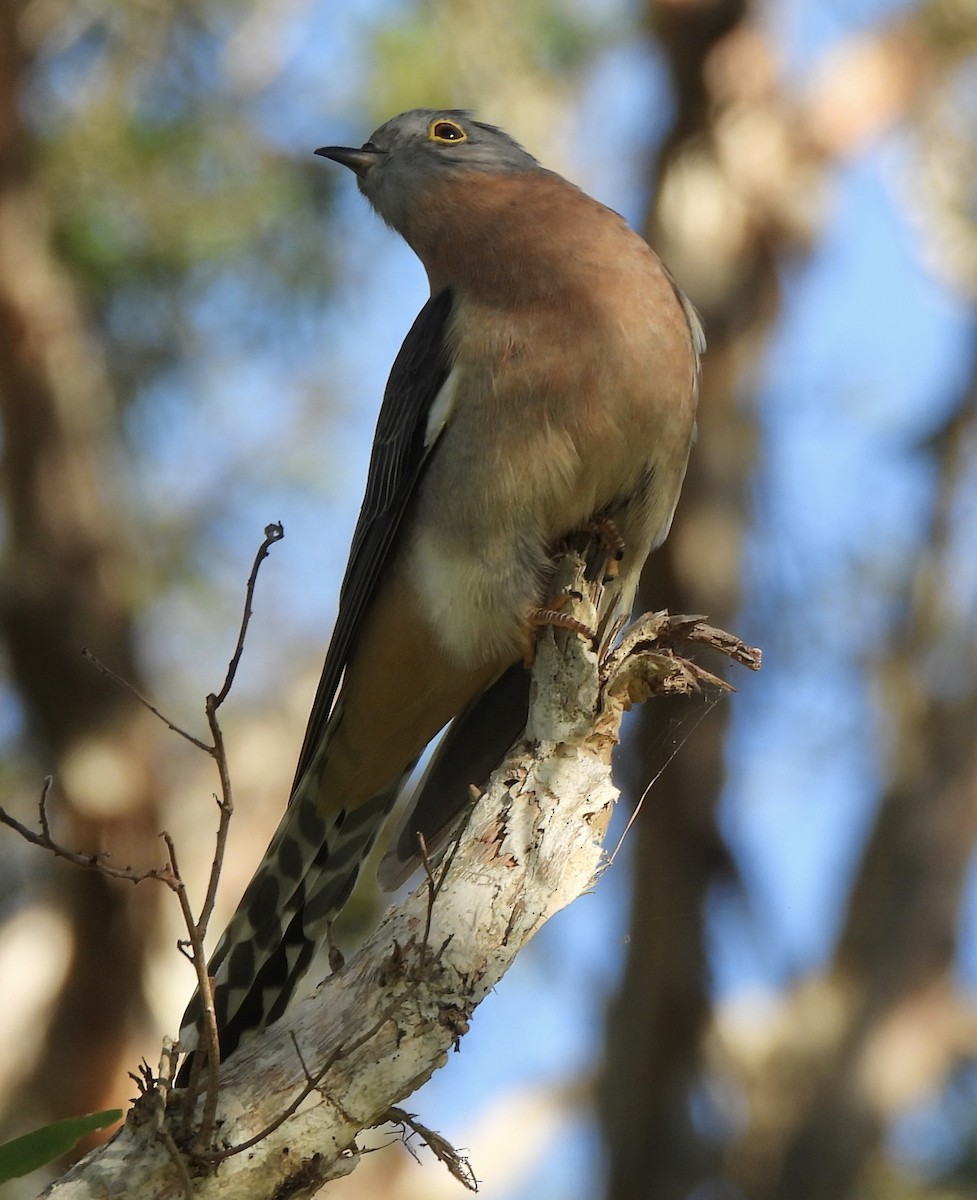 Fan-tailed Cuckoo - ML618133946