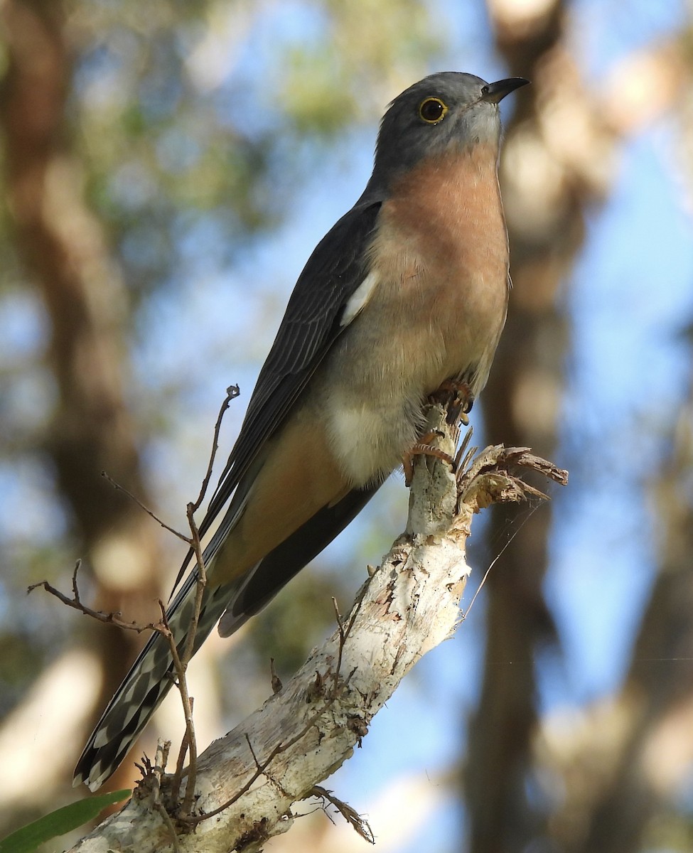 Fan-tailed Cuckoo - ML618133952