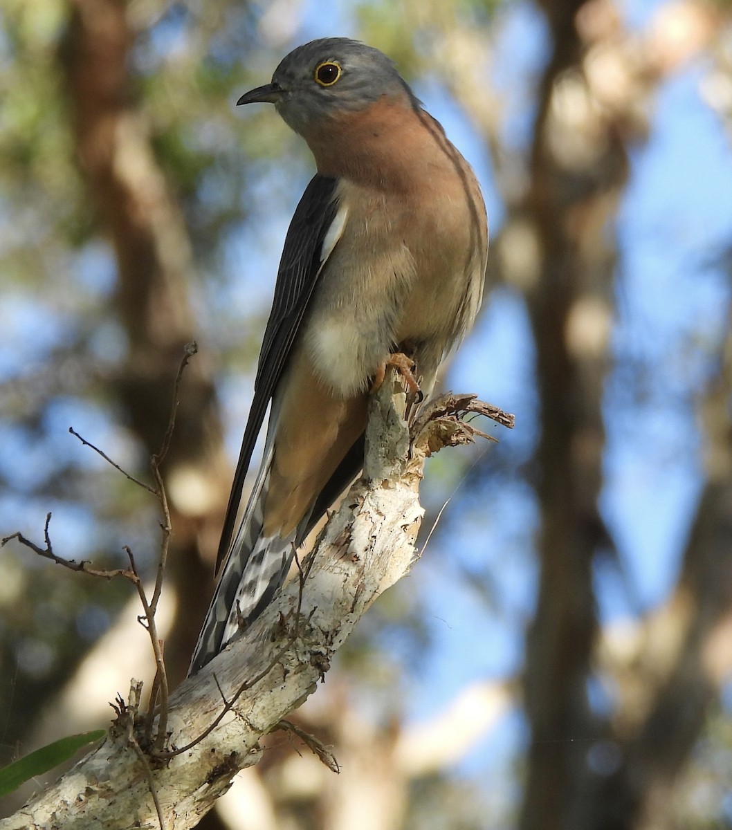 Fan-tailed Cuckoo - ML618133959