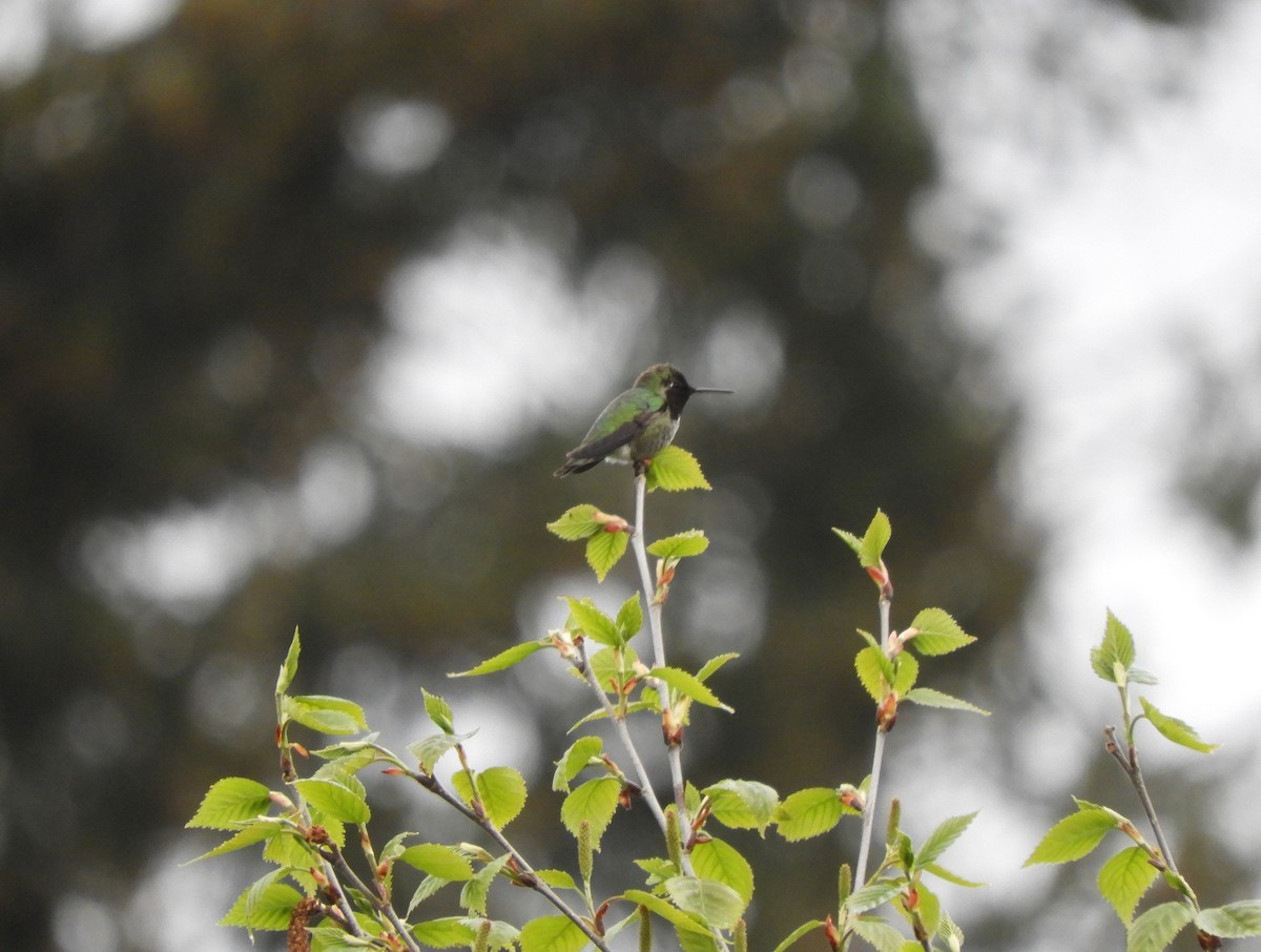 Anna's Hummingbird - Christian Rixen