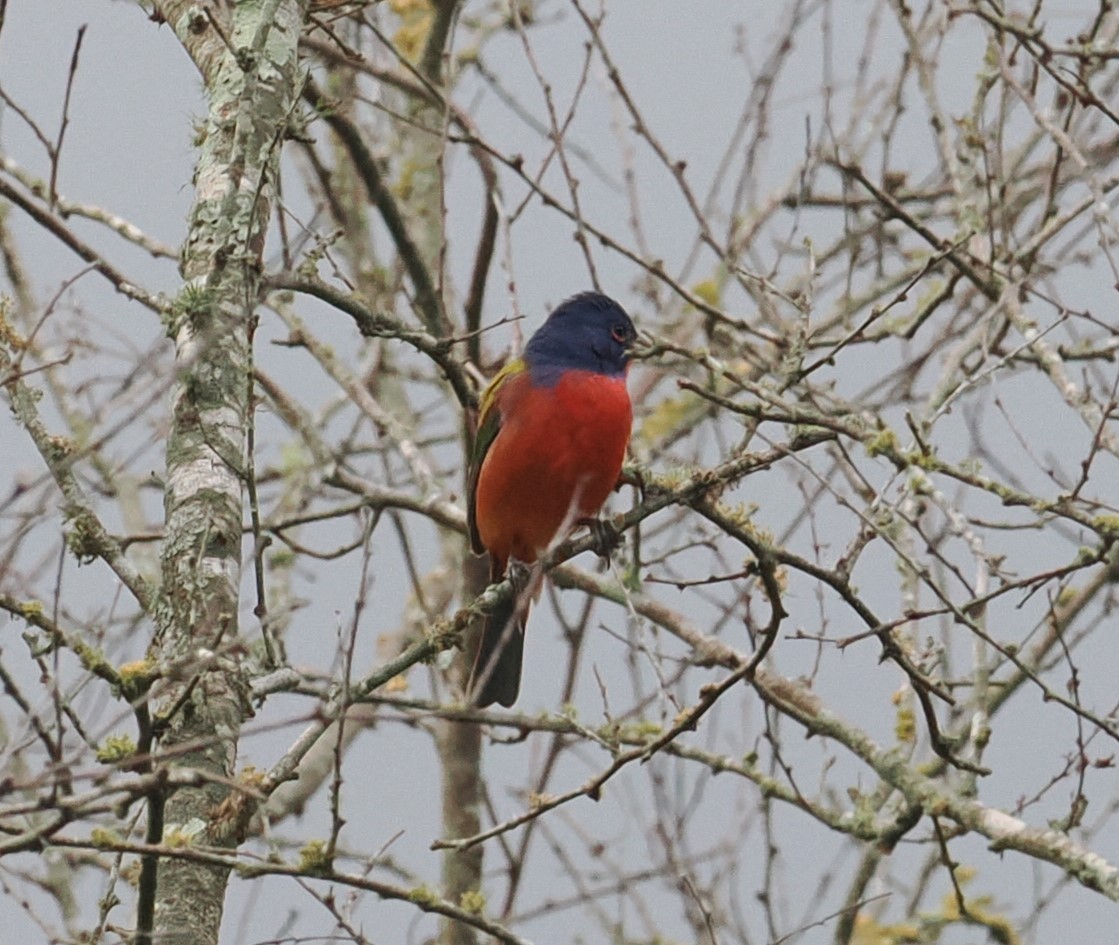 Painted Bunting - ML618134029