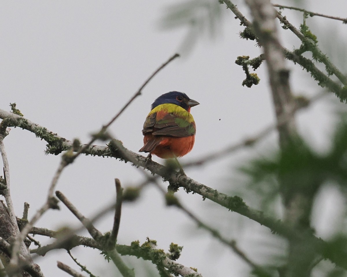 Painted Bunting - ML618134031