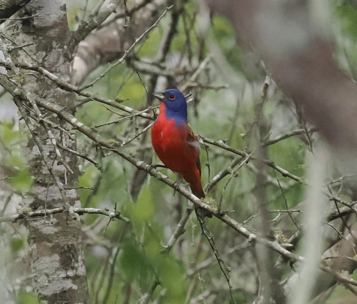 Painted Bunting - ML618134034