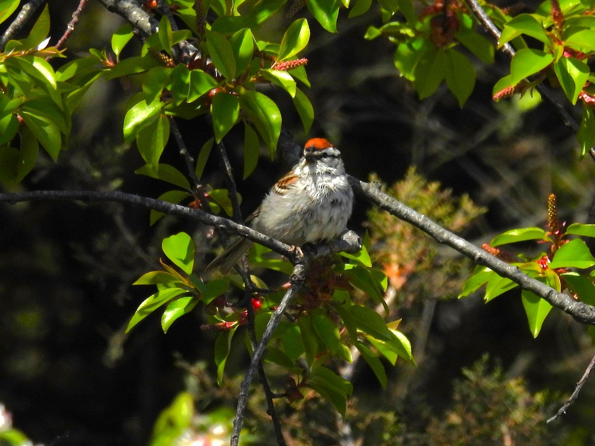 Chipping Sparrow - ML618134043