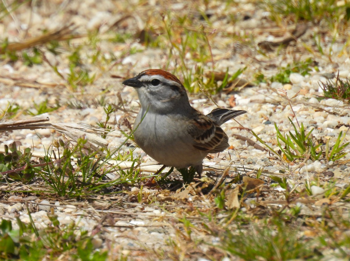 Chipping Sparrow - Jennifer Wilson-Pines