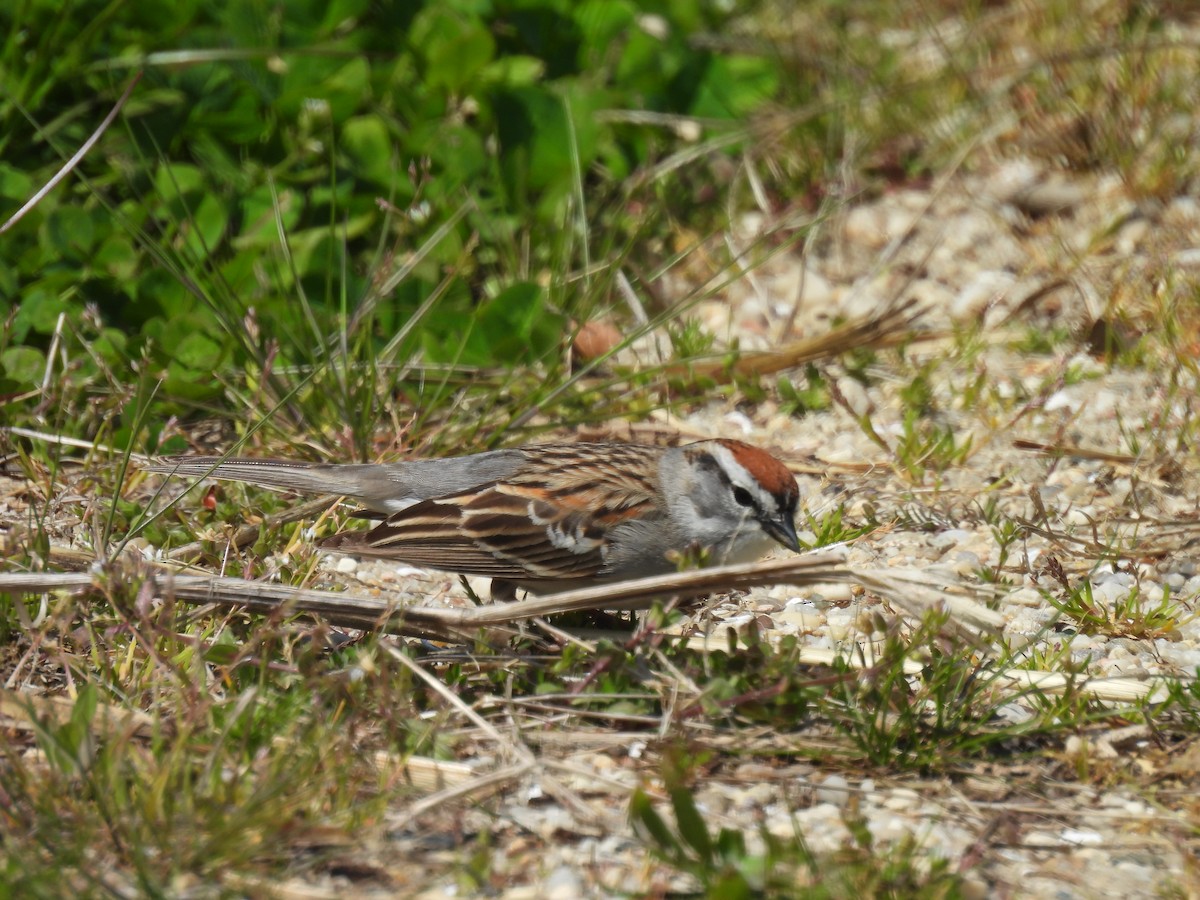 Chipping Sparrow - ML618134046