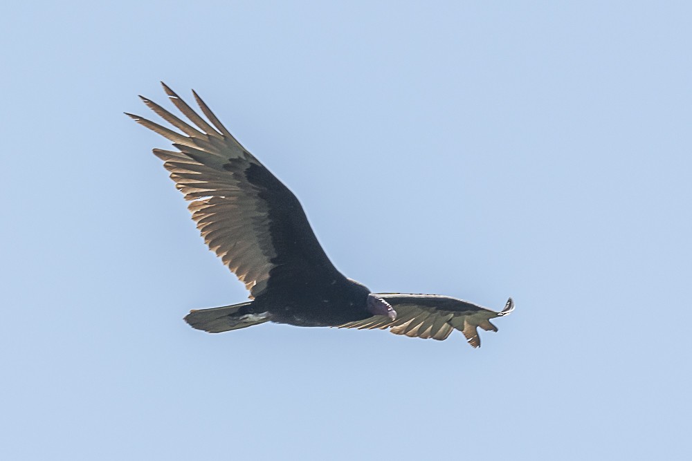 Turkey Vulture - James McNamara