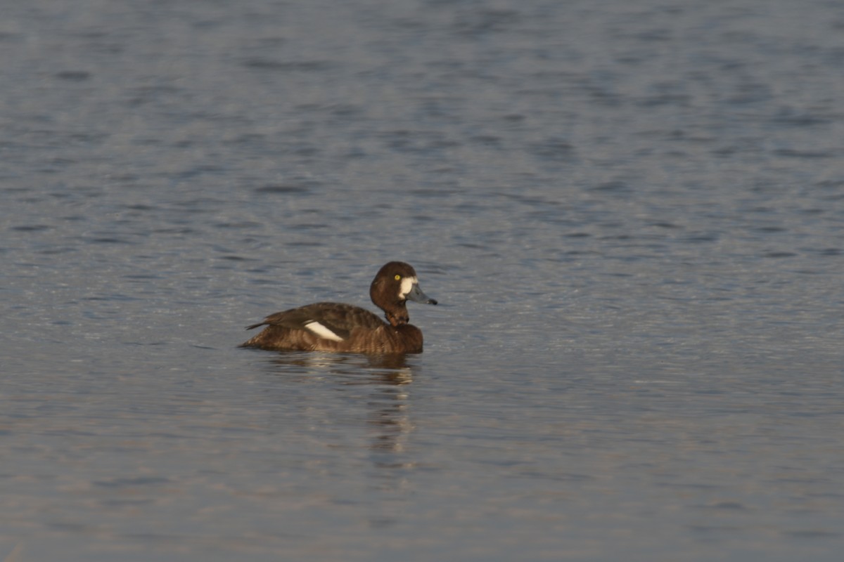 Greater Scaup - ML618134052