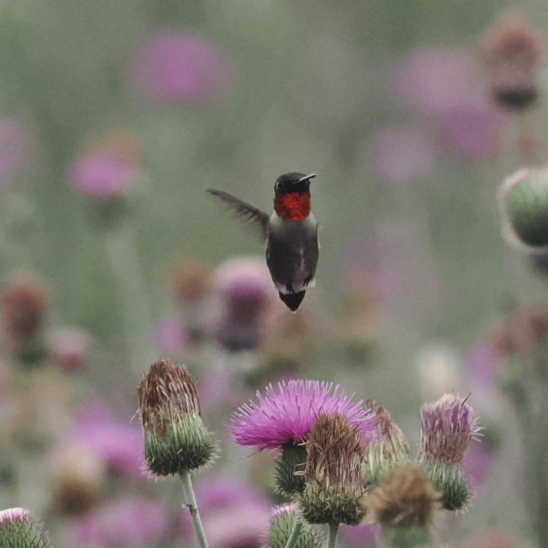 Ruby-throated Hummingbird - Mark Stevenson