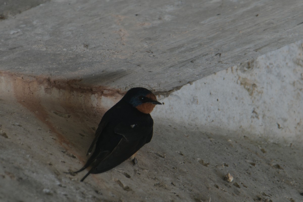 Barn Swallow - ML618134103