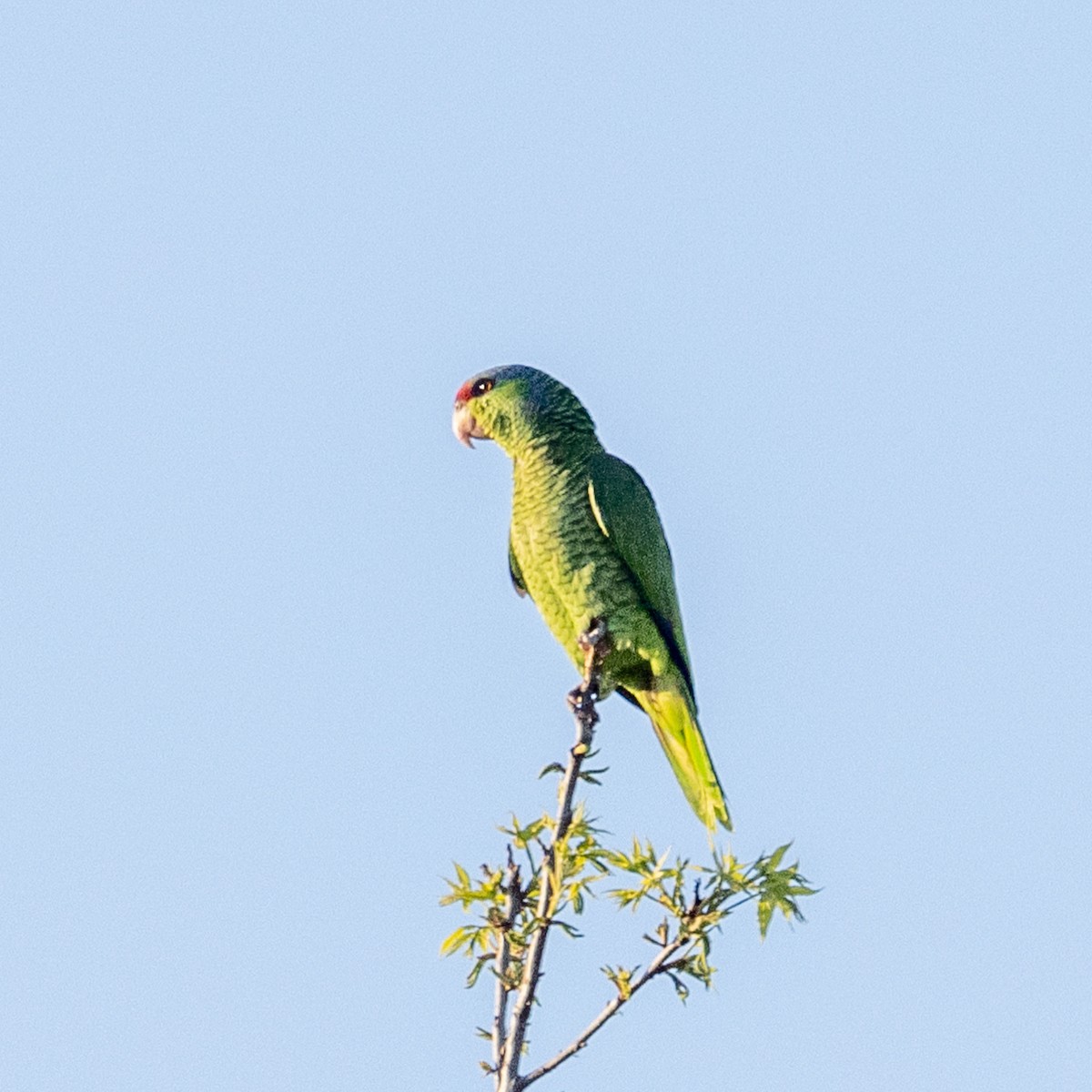 Red-crowned/Lilac-crowned Parrot - ML618134109