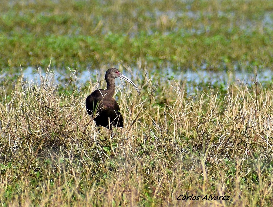 ibis americký - ML618134110