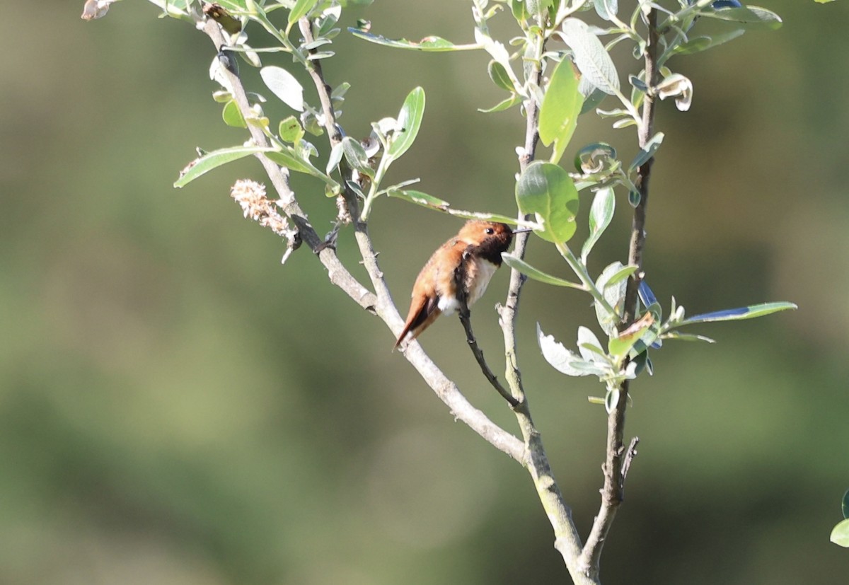 Rufous/Allen's Hummingbird - Keith Maley