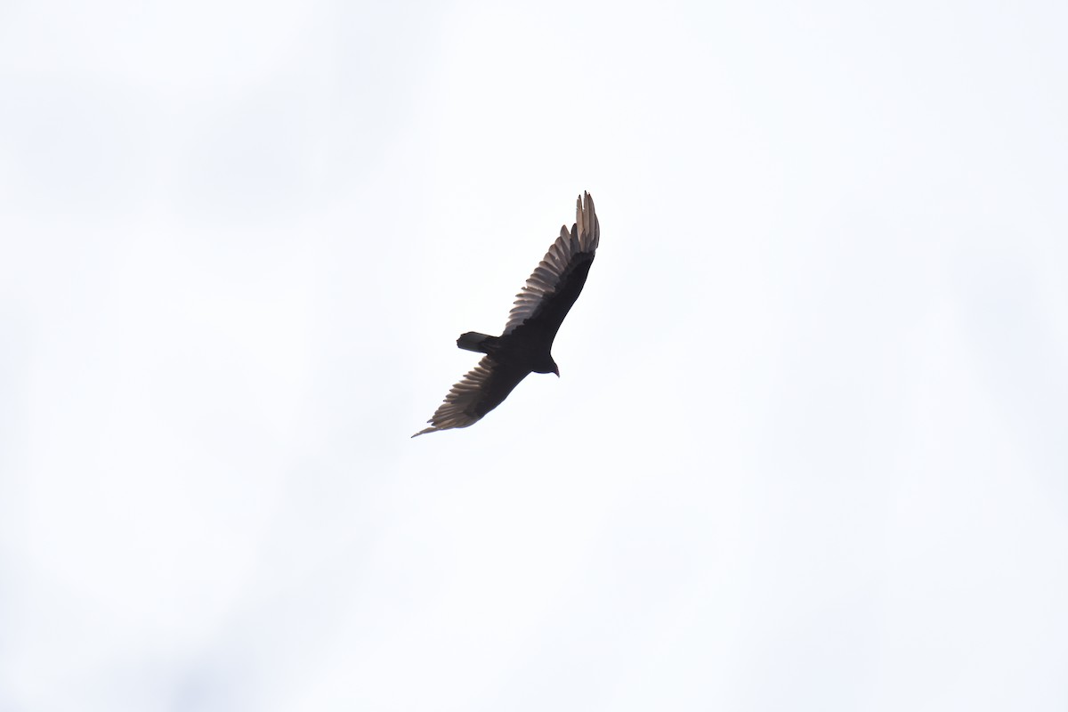 Turkey Vulture - ML618134149