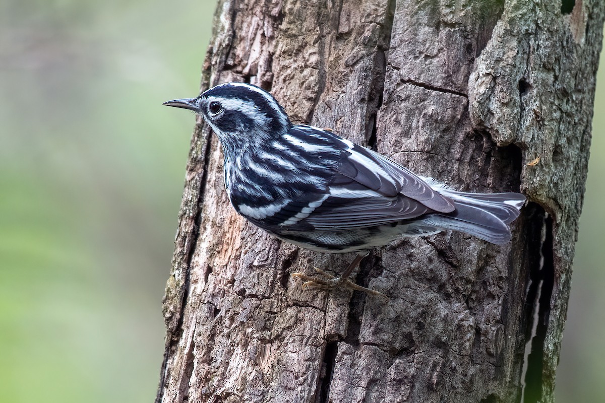 Black-and-white Warbler - ML618134160