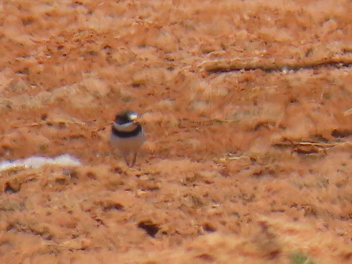 Semipalmated Plover - Brad Banner